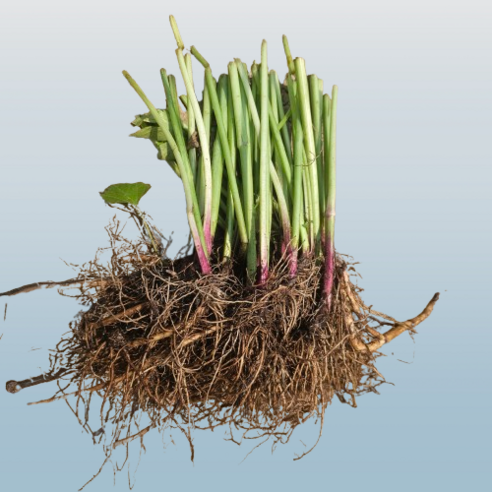 삭막한 공간에 생기를 불어넣는 삼잎국화 모종으로 초록빛 행복을 시작하세요!