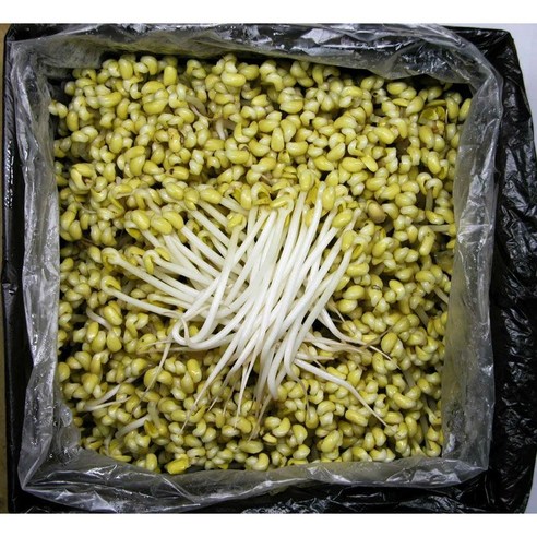 일자 콩나물 3.5Kg 두절 곱슬이 숙주 무침 아구찜 삼겹살 이강산닷컴, 1개 - 숙주나물 | 쿠팡
