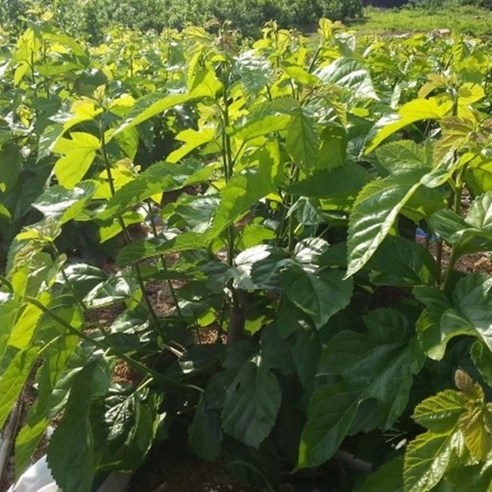 [한스푼푸드]  생뽕잎 300g 누에 새우,거북이 물고기 등 먹이