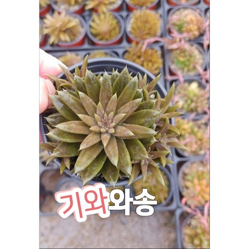 기와와송-오래된 집 기와 위에서 자라는 식용와송, 1개