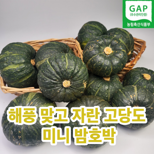 GAP인증 영광 해풍맞고 자란 고당도 미니 밤호박, 1개, 5kg