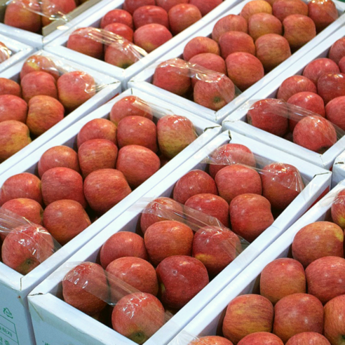 풍요로운 결실의 맛, 고당도 프리미엄 꿀사과 선물세트