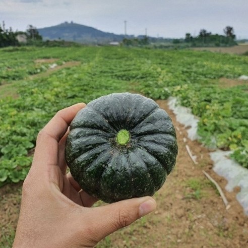 제주 미니 단호박 밤호박 보우짱 3kg 5kg 10kg, 05.소과 10kg(갯수랜덤), 1개 제주밤호박 제주 미니 단호박 밤호박 보우짱 3kg 5kg 10kg, 05.소과 10kg(갯수랜덤), 1개 제주밤호박