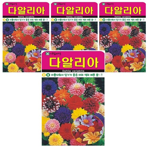 다알리아 4개입 씨앗 꽃씨앗, 1세트