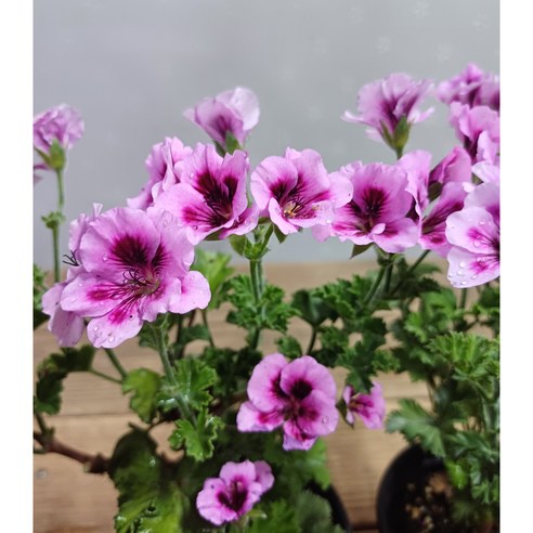 시들시들한 내 공간에 생기를! 리갈제라늄으로 완성하는 플랜테리어 리갈제라늄