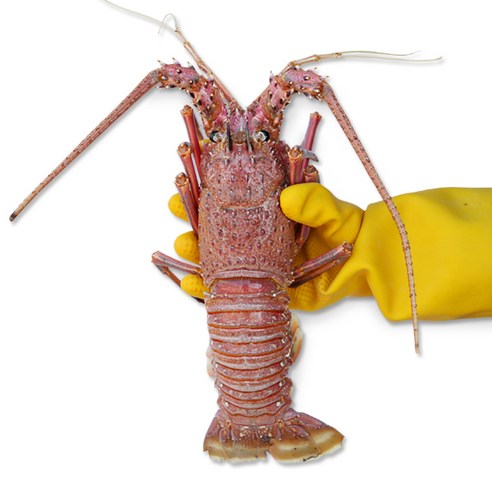 정글의법칙 랍스타 활 크레이피쉬 대형, 1마리, 활 크레이피쉬 1마리 (800-1kg)