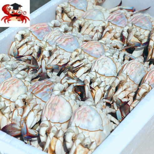 국내산 명품 연평도 봄암꽃게(알배기) 급냉꽃게 1kg, 3.알배기꽃게 소(15-21미 3kg)×1박스, 1개, 1개