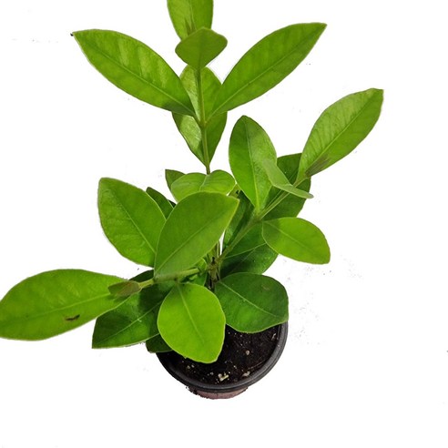 싱그러운 자연을 집 안으로, 트리앤 구아바 나무와 함께하는 특별한 일상