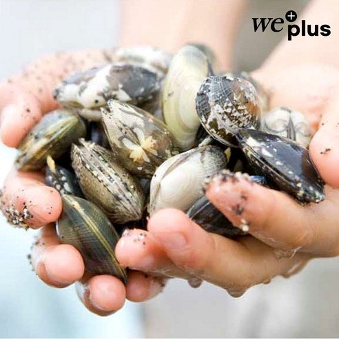 통영 왕바지락, 식탁 위에 펼쳐지는 풍요로운 미식 경험