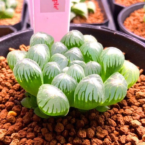 푸석했던 내 일상에 찾아온 작은 오아시스 하월시아 자옥로