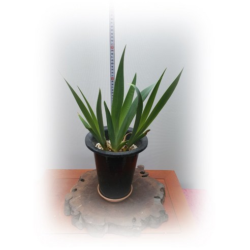 독일 붓꽃으로 손쉽게 꿈꾸는 유럽풍 가든