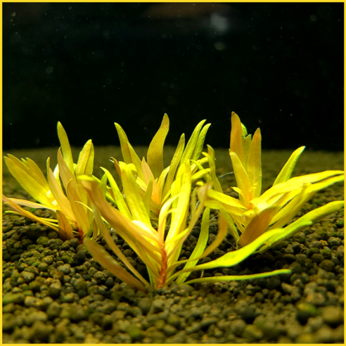 황금빛 네세아 골든으로 수조에 특별한 아름다움을 더하세요.