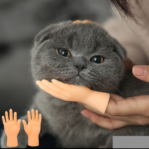 고양이 편안함과 즐거움을 위한 필수품