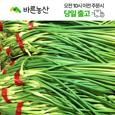< 바른농산 > 26년 국내산 햇마늘쫑 마늘종
