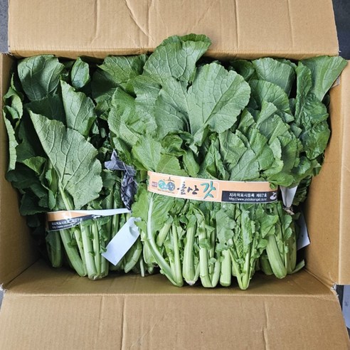 클릭마켓 국내산 청갓 여수돌산갓, 1개, 1kg