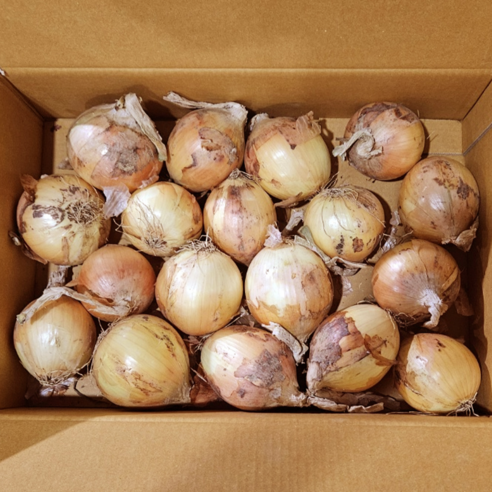 프레시잉 국내산 햇 양파, 꼬마 (짱아찌용) 5kg, 1개