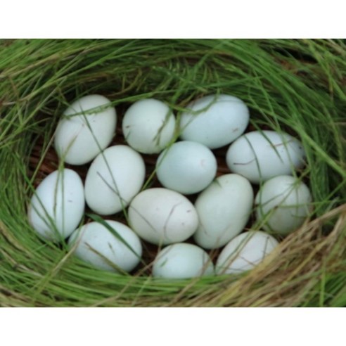 자연을 담은 건강, 초란 청계란으로 시작하세요!