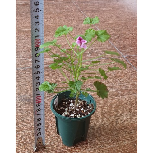 삭막한 내 방에 생기를 불어넣는 마법, 콴탁메티 외목대 솔직 후기 콴탁메이