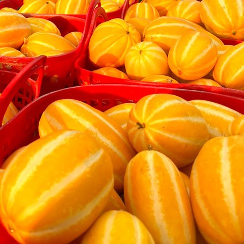 울통불통한 달콤함: 성주 참외 10kg