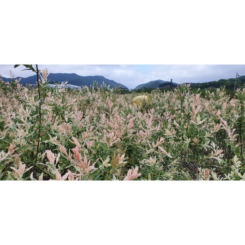 플라밍고셀릭스, 삭막한 일상에 핑크빛 위로를 더하다