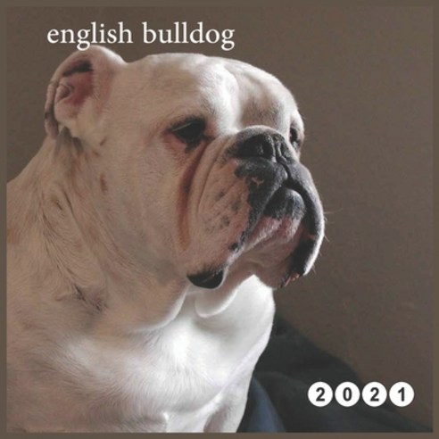 2021 english bulldog: Calendar 2021 -12 Month Calendar - Dogs Calendar 2021 Paperback, Independently Published, 9798705672127