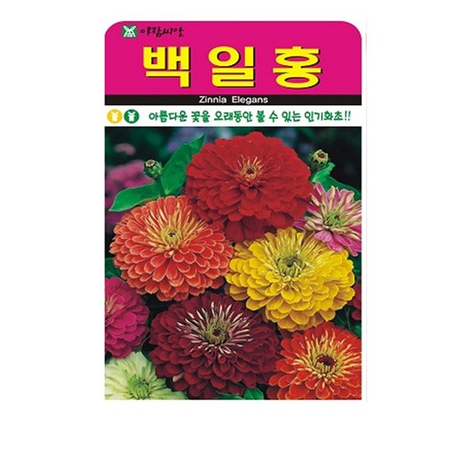 백일홍 씨앗 200립, 1개