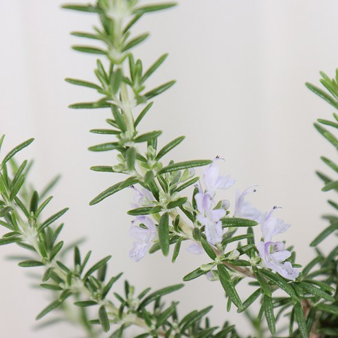 향긋한 로즈마리로 일상에 싱그러움을 더하세요!