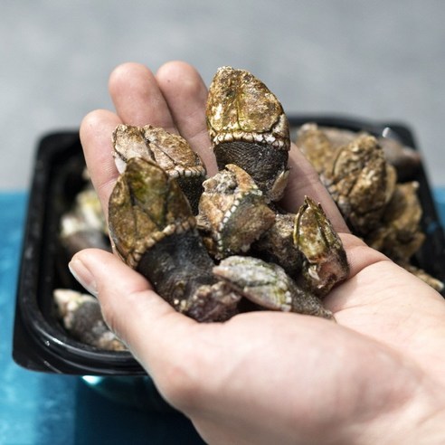 쫄깃쫄깃의 신선한 만재도 거북손으로 고소한 식사의 기쁨을 만끽하세요!