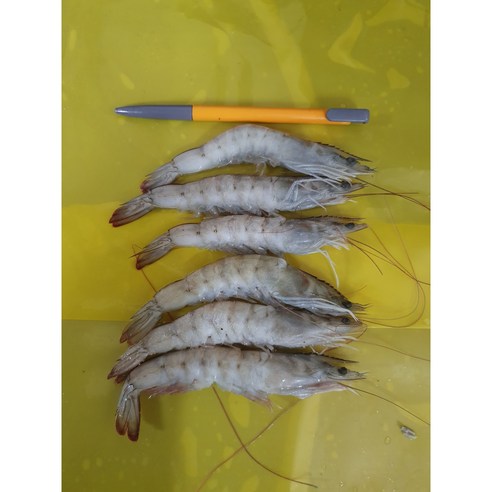 다원 흰다리얼룩새우로 냉동 새우 요리의 새로운 기준을 경험하세요