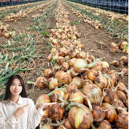 26년수확 일등농수산 국내산 경남 햇 양파, 1개, 10kg (소)