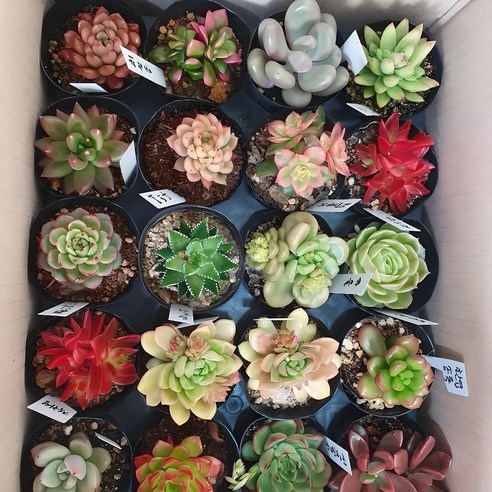 실내 공기 정화용 다육식물 세트 – 랜덤 10종, 마사토 다육이 흙 포함, 1개