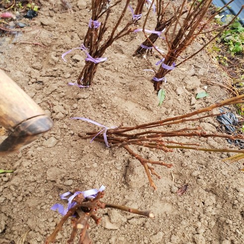 태추단감 묘목으로 풍요로운 가을을!