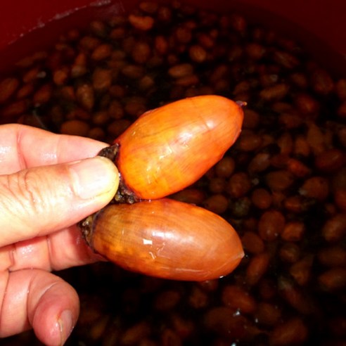 진동 미더덕 참미더덕: 제철의 맛과 영양, 다양한 요리에 활용하는 만능 재료