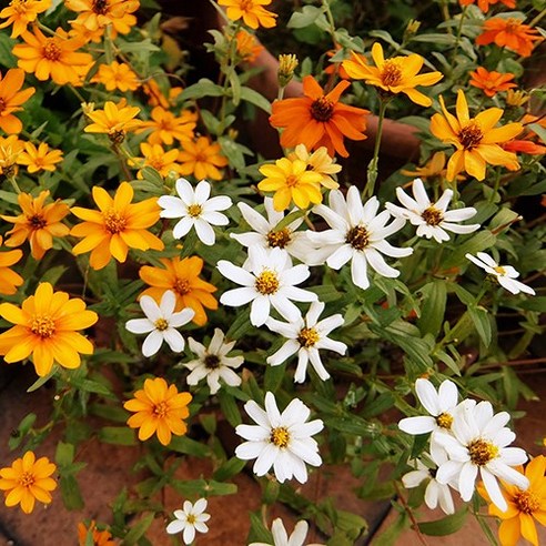 백일홍의 축제: 백일홍 꽃씨를 통한 정원의 생기 불어넣기