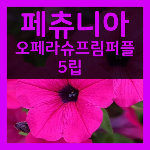 페츄니아 오페라슈프림 퍼플 씨앗 5립 페츄니아 퍼플 씨 봄 파종 꽃씨 종자 키우기, 1개