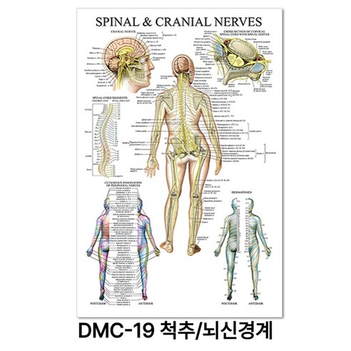 NEW 근육 해부학 포스터, DMC-19 척추/뇌신경계