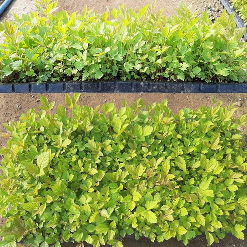 눈개승마 모종으로 베란다 텃밭 로망을 현실로!