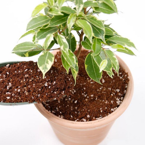 식물 성장의 마법을 불어넣다: 데팡스 분갈이용토로 싱그러운 정원을 가꾸세요 데팡스분갈이흙