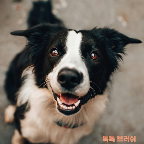 SOONTAN 톡톡 강아지 고양이 죽은털 제거 원터치 브러쉬, 1개, 주황