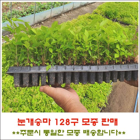 베란다 텃밭 로망, 눈개승마 모종으로 현실로 만들 수 있을까요? (꼼꼼 리뷰) 눈개승마