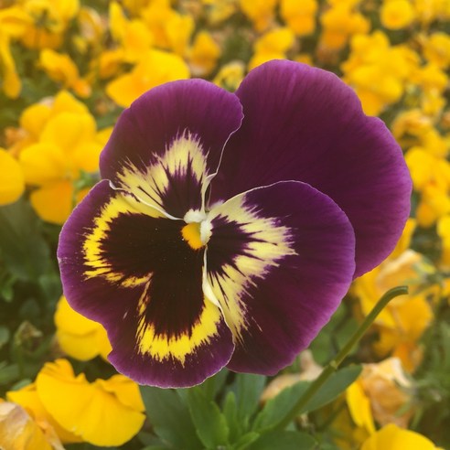 식용꽃: 시각적 아름다움과 건강상의 이점