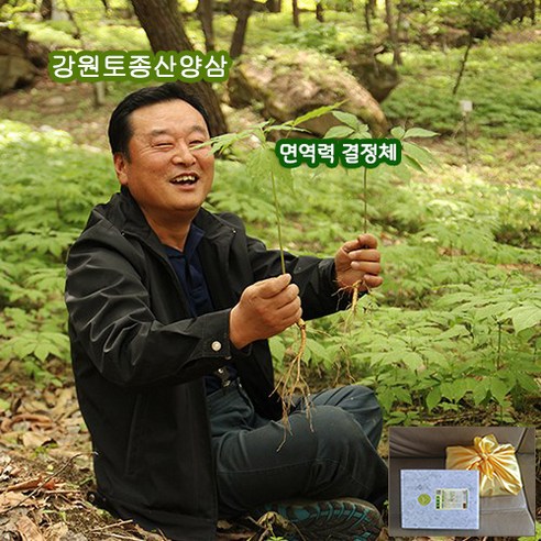 [하주니 산양산삼]강원청정삼 무농약 야생 산삼 자연산 산양삼 7년근 8년근 10년근 12년근 15년근 장뇌삼 장뇌산삼 면연력 명절 선물세트 부모님 건강 선물