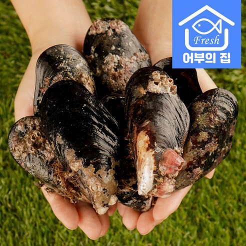 국내산 제철 섭 홍합 찜 탕 담치 1kg, 담치 중 1kg [20~30미], 1개