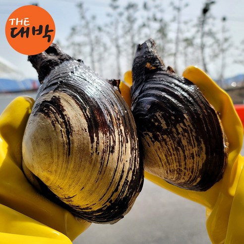 오늘 저녁, 특별한 해산물 요리 어때요? 자연산 왕우럭조개로 풍성한 식탁 만들기! 코끼리조개