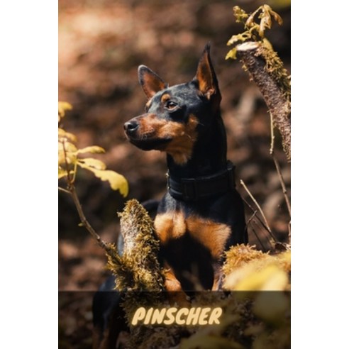 (영문도서) Pinscher: Complete breed guide Paperback, Independently Published, English, 9798761305304