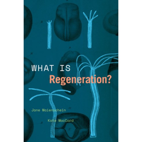 (영문도서) What Is Regeneration? Paperback, University of Chicago Press, English, 9780226816562