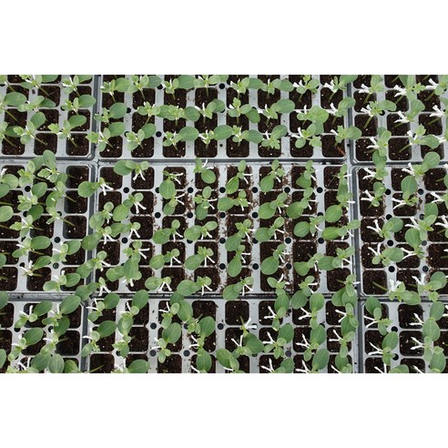 티움육묘장 접목 꿀수박 모종으로 달콤한 수확을!