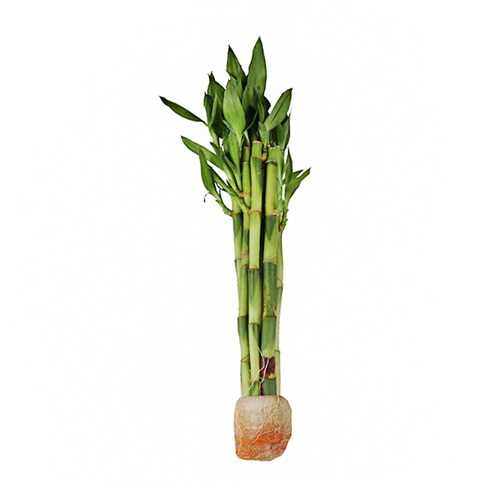 갑조네 개운죽 10p 공기정화식물 수경재배 10cm 20cm 30cm 40cm 50cm 60cm 70cm 80cm 90cm 100cm 수경식물