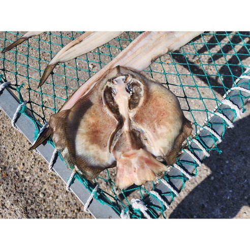 말린 간재미 반건조 가오리 특대 1kg 완도 자연산, 2마리(400g), 1개