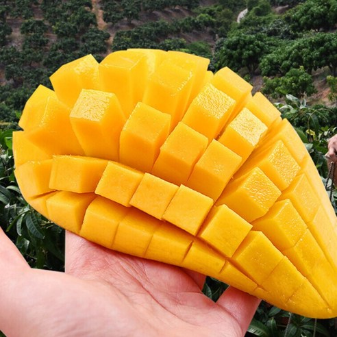 입 안 가득 퍼지는 황홀한 달콤함, 18brix 태국 골드망고